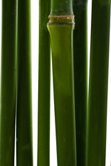 Fototapeta premium botanical background of broad-leaf bamboo