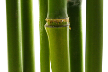 Obraz premium botanical background of broad-leaf bamboo