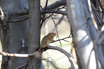 Hazel dormouse