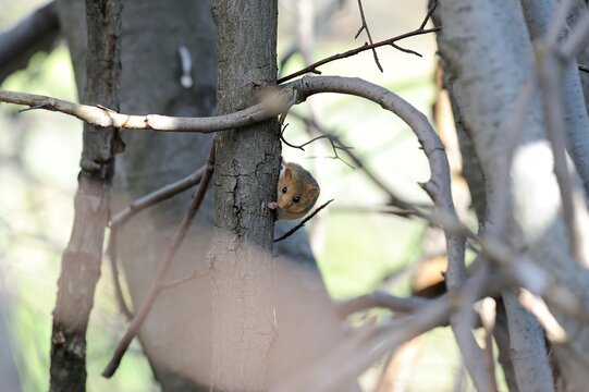 Hazel dormouse
