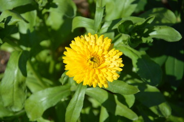 yellow flower in the garden