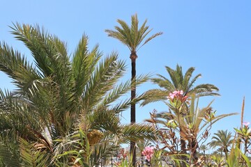 Blick auf die Küstenlandschaft des Mittelmeeres bei Palma de Mallorca