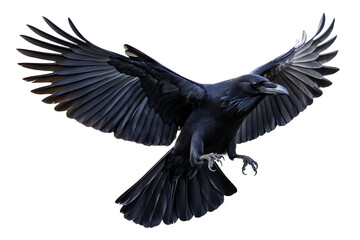 Black raven - crow flying in the air, front. PNG file with transparency, isolated. Ai 