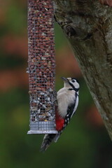 woodpecker