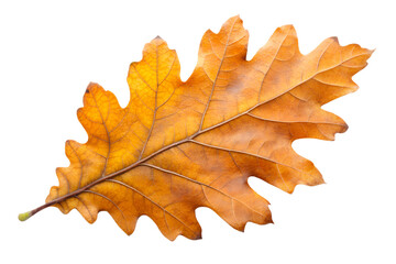 Obraz premium Close-up of autumn oak leaf with vibrant fall colors