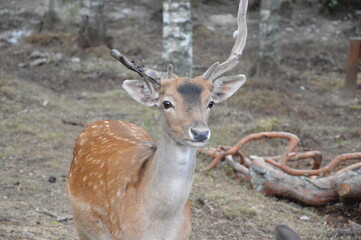 deer in the forest