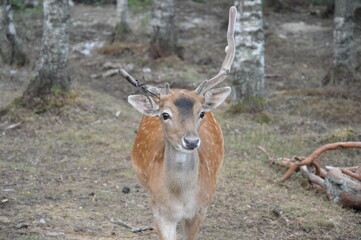 deer in the forest