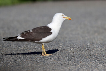 Lesser black-backed gull