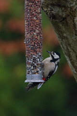 woodpecker