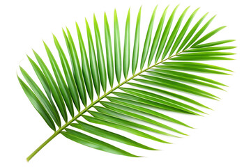 Fototapeta premium Single palm leaf isolated on transparent background with vibrant green color
