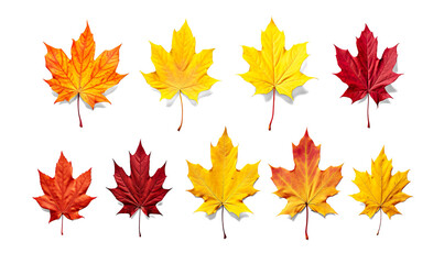 Fototapeta premium Collection set of yellow orange red autumn maple leaf leaves single group pile on a transparent background