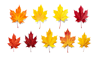 Collection set of yellow orange red autumn maple leaf leaves single group pile on a transparent background