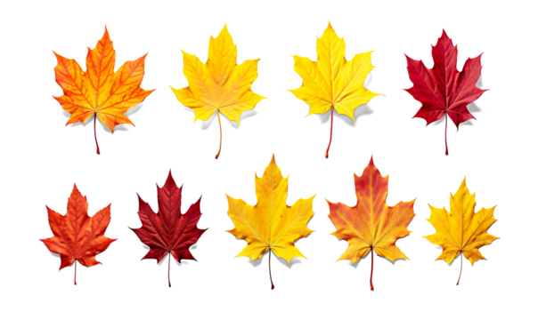 Collection set of yellow orange red autumn maple leaf leaves single group pile on a transparent background