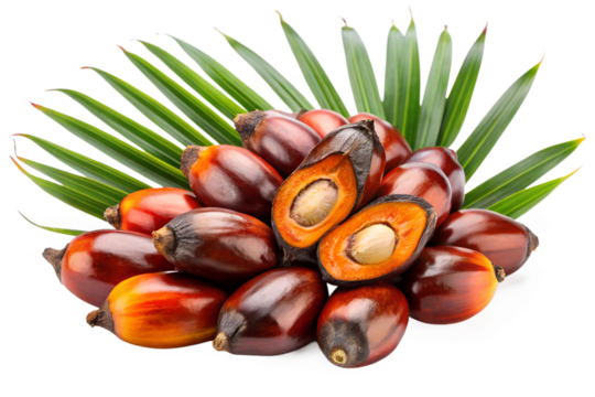 Close-up of palm oil fruits and palm leaf with tropical colors
