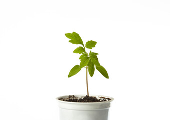 Young seedlings of tomato in pot isolated on a white background. Green seedling of fresh tomatoes...