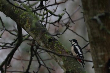 woodpecker