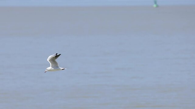 Seagull Flying Over Water