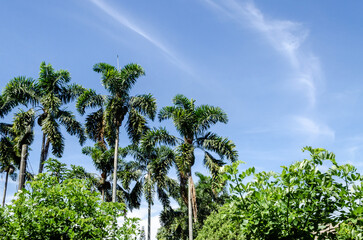 Naklejka premium palm trees with a blue sky on a sunny day.