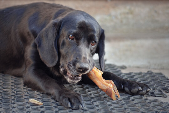 big black dog chewing on a bone