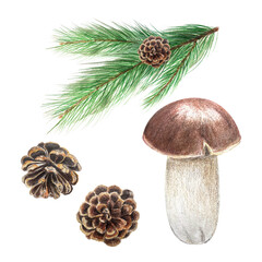 Porcini mushroom, pine branch and a pine cone pencil watercolor set isolated on white. High quality hand painted plant design element perfect for cards, banners, posters, patterns, textile, autumn