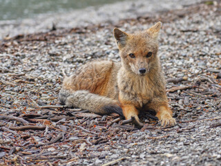 The culpeo (Lycalopex culpaeus), also known as Culpeo zorro, Andean zorro, Andean fox, Paramo wolf, Andean wolf.  The  fox is lying on the ground, unfolds in Tierra del Fuego National Park. Ushuaia.