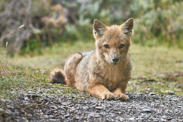 A young Culpeo fox is captured in a serene pose, lying on the ground and staring directly at the camera. Tierra del Fuego National Park, Ushuaia, Argentina.