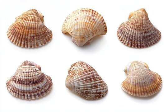 A set of seashell isolated on white background