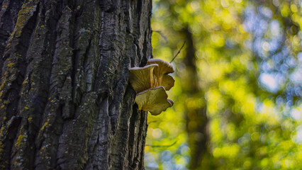 A mushroom on a tree trunk. Panéllus serótinus