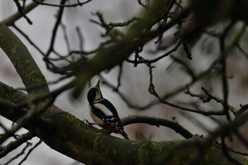 woodpecker
