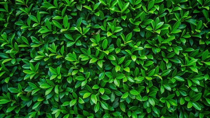 Small green leaves texture background with beautiful pattern. Clean environment. Ornamental plant in the garden. Eco wall. Organic natural background. Many leaves reduce dust in the air.
