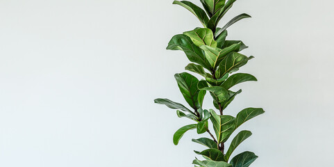 Home plant Ficus Lyrata or Fiddle Fig leaves isolated on light background close-up, minimal banner with copy space