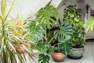 Indoor plants variety in the room with light walls, home garden concept