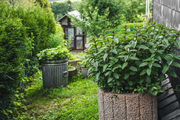 Aromatic herbs in the garden, close up, gardening as hobby and leisure activity concept