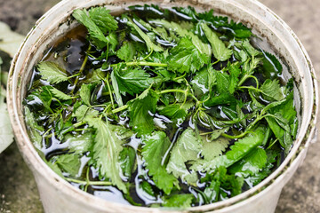 Nettle Liquid Manure. Stinging Nettles Preparing as Organic Fertilizer for Healthy Plants. Eco...