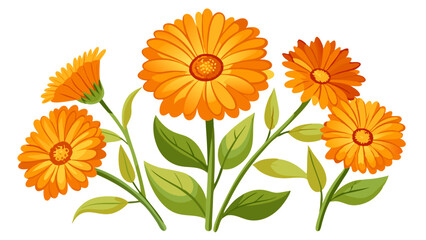 
Vibrant Calendula Flower Vector Illustration - Bright Orange Blooms with Lush Green Foliage, Perfect for Herbal and Medicinal Themes, Calendula Vector Illustration, Calendula Illustration

