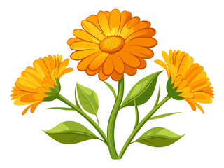 
Vibrant Calendula Flower Vector Illustration - Bright Orange Blooms with Lush Green Foliage, Perfect for Herbal and Medicinal Themes, Calendula Vector Illustration, Calendula Illustration

