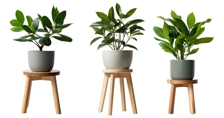 Potted plants on wooden stools, white background