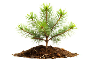 Pine tree sapling in fresh soil on transparent background