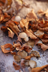 Autumn Forest Floor with Mushrooms and Fallen Leaves