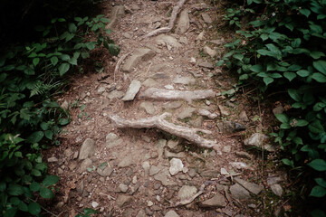 A winding forest path showcasing exposed tree roots and rocky terrain in a lush green environment during daylight hours