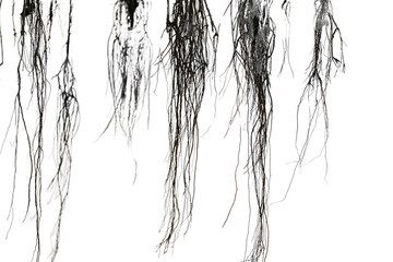 Fig Tree Hanging Roots Isolated on a Transparent Background PNG