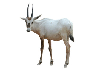 Arabian Oryx (Oryx leucoryx) Isolated on a Transparent Background PNG