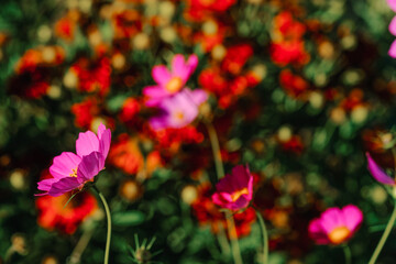 A vibrant display of blooming pink flowers against a bold red background in a sunlit garden during springtime