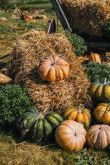 Colorful pumpkins arranged near hay bales in a rural field during autumn harvest season