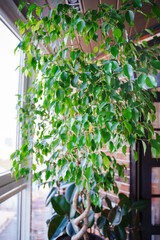 A large ficus tree on the window in the interior of the apartment. Indoor plants for comfort in the house.