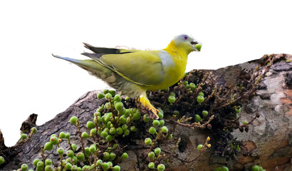 Yellow-Footed Green Pigeon (Treron phoenicopterus) Eating Fig Fruit Isolated on a Transparent Background PNG