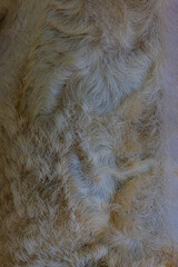 close up of fur texture