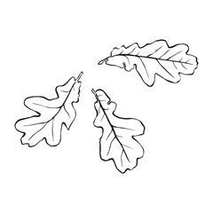 Linear graphic oak leaf pattern with veins isolated on white background. Vector illustration. Element for design in line art style