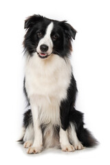 Fototapeta premium Young border collie dog on white background