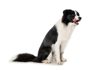 Young border collie dog sitting on white background and licks his mouth
